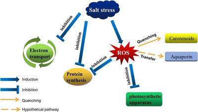 Responses of Membranes and the Photosynthetic Apparatus to Salt Stress in Cyanobacteria